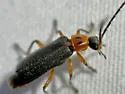 Polemius binotatus - photo 4