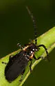Polemius laticornis