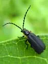 Polemius laticornis - photo 2