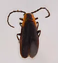 Polemius laticornis - photo 3