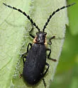 Polemius laticornis - photo 4