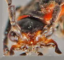 Polemius laticornis - photo 5