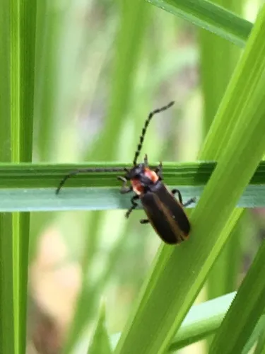 Polemius limbatus