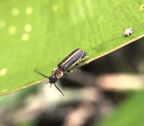 Polemius limbatus - photo 4