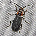 Polemius repandus