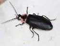 Polemius strenuus