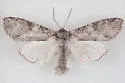 Polia discalis - Hodges#10273