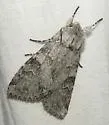 Polia discalis - Hodges#10273 - photo 2