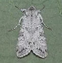 Polia discalis - Hodges#10273 - photo 3