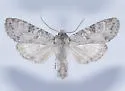 Polia discalis - Hodges#10273 - photo 4