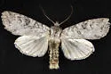 Polia discalis - Hodges#10273 - photo 5