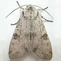Pini's Polia - Hodges#10274 - photo 2