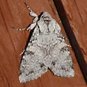 Pini's Polia - Hodges#10274 - photo 3