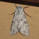 Pini's Polia - Hodges#10274 - photo 4