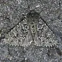 Polia propodea - Hodges#10277.1