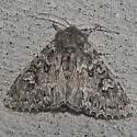 Polia propodea - Hodges#10277.1 - photo 2