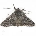 Polia propodea - Hodges#10277.1 - photo 3