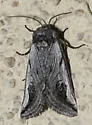 Policocnemis ungulatus - Hodges#9846 - photo 2