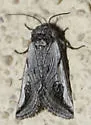 Policocnemis ungulatus - Hodges#9846 - photo 3