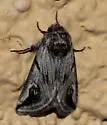 Policocnemis ungulatus - Hodges#9846 - photo 5