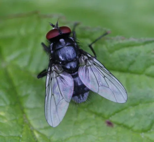 Polietes domitor