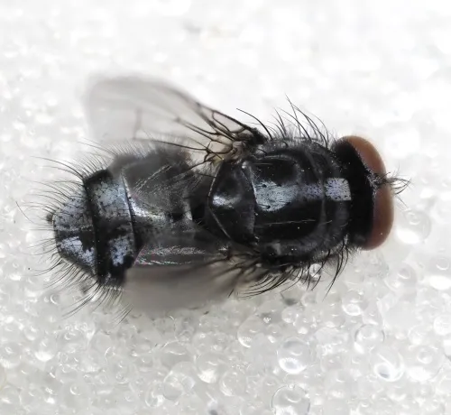 Polietes domitor - photo 5