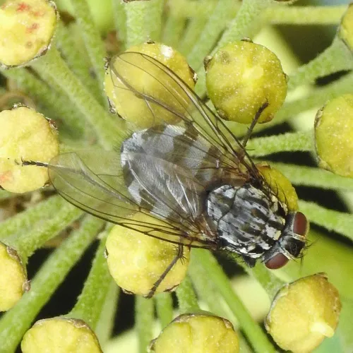 Polietes lardarius