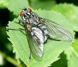 Polietes lardarius - photo 2