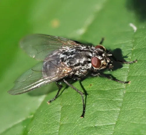 Polietes lardarius - photo 3
