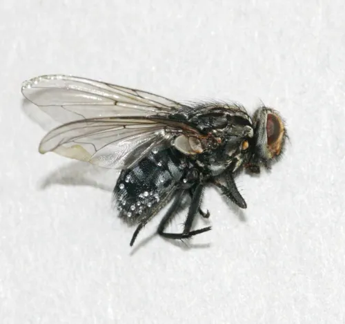 Polietes meridionalis
