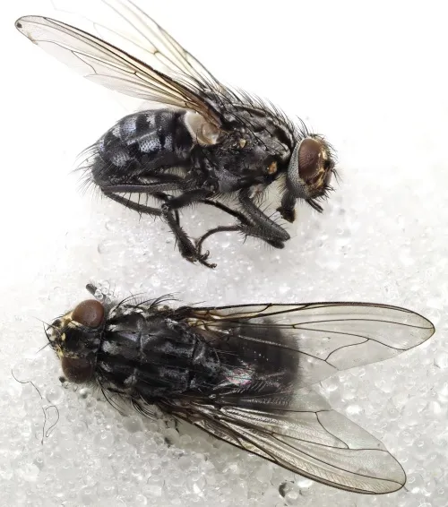 Polietes meridionalis - photo 2