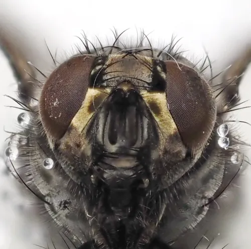 Polietes meridionalis - photo 3