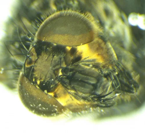 Polietes meridionalis - photo 4