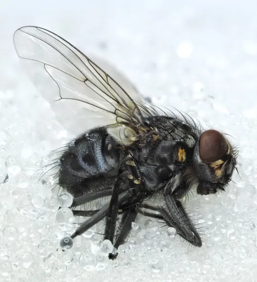 Polietes meridionalis - photo 5