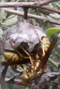 Apache Paper Wasp