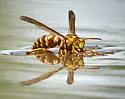 Apache Paper Wasp - photo 2