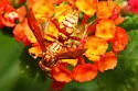 Apache Paper Wasp - photo 3
