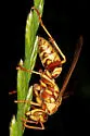 Apache Paper Wasp - photo 5