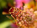 Arizona Paper Wasp