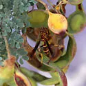 Arizona Paper Wasp - photo 2