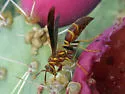 Arizona Paper Wasp - photo 3