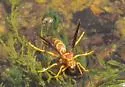 Arizona Paper Wasp - photo 4