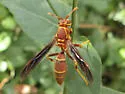 Arizona Paper Wasp - photo 5