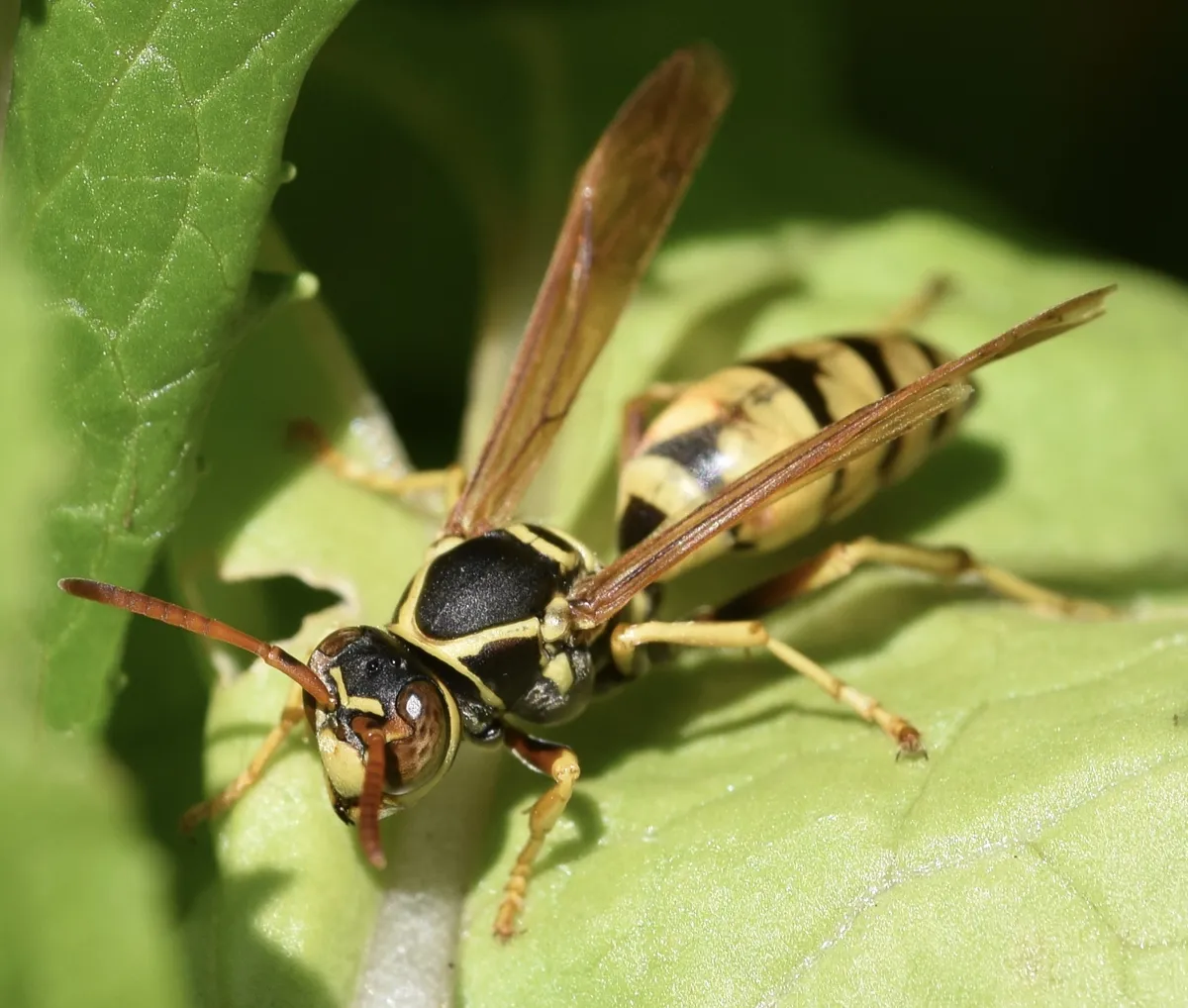 Golden Paper Wasp
