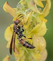 Bahamian Paper Wasp