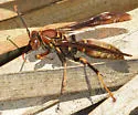 Bahamian Paper Wasp - photo 2