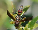 Bahamian Paper Wasp - photo 3