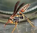 Bahamian Paper Wasp - photo 4