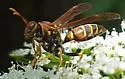 Bahamian Paper Wasp - photo 5