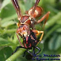 Polistes bellicosus